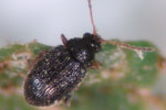 Photo of adult potato flea beetle