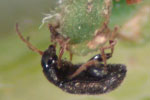 Photo of adult potato flea beetle showing enlarged hind legs