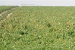 Photo of potato field with several plants showing TSPS symptoms