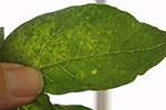 Photo of corky ring spot on potato leaf