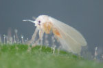 Photo of adult whitefly