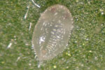 Photo of immature whitefly (nymph)