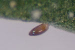Photo ofwhitefly egg attached to underside of leaf