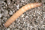 Photo of wireworm larva