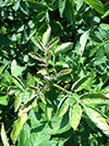 Photo of zebra chip symptoms on potato leaves