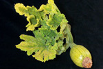 Photo showing symptoms of curly top on pumpkin leaves