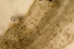 Photo of phthium root rot on pumpkin