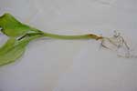 Photo of phthium root rot of pumpkin