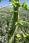 Photo of stem splitting in a radish seed crop