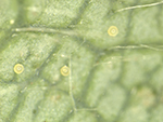 Eggs of the two-spotted spider mite, Tetranychus urticae.