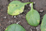 Photo of symptoms of anthrcnose on spinach