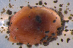 photo of Covair seed with Colletotrichum dematium