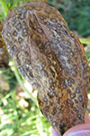 Photo of cladosporium leaf spot on spinach