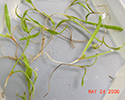 Damped-off spinach seedlings washed in water to show root symptoms. Note the brown and blackened roots of damped-off seedlings compared to the white root of a healthy seedling.