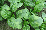 Photo of chlorotic leasions on upper surface of baby leaf spinach crop infected with downy mildew
