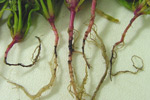 Photo showing typical blackening of spinach roots