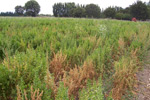 Photo showing spinach plants dying as a result of Fusarium wilt