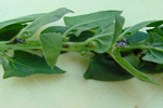 Photo of lygus bug damage on spinach seed crop