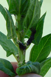 Photo of lygus bug damage on a spinach seed crop