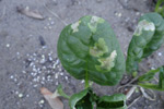 Photo of spinach leafminer damage on leaf