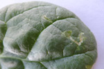 Closeup photo of spinach leafminer damage on leaf
