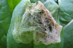 Photo of severe spinach leafminer injury