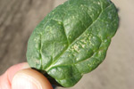 Photo of scarring caused by the adult spinach leafminer