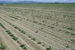Photo showing severe damage to a hybrid spinach seed crop caused by subterranean springtails in wet, cool spring conditions. Note the extensive areas of poor stands and stunted plants.