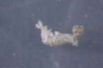 Photo of a subterranean springtail extracted from soil in a spinach seed crop