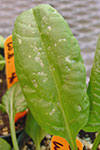 Photo of stemphylium leaf spot
