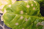 Photo of stemphlyium leaf spot