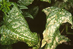 Photo of stemphylium leaf spot
