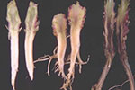 spinach-verticillium-wilt-2