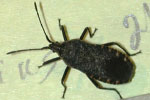 Photo of adult adult squash bug
