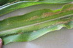 Photo of sweet corn leaf showing mottling from HPV