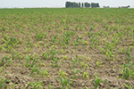 Photo of sweet corn in field showing gradation in incidence and serverity of damage from HPV
