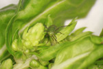 Photo of a lygus bug nymph feeding on the flowers of a Swiss chard plant in a seed crop