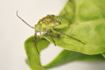 Photo of a lygus bug on a Swiss chard plant