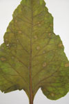 Photo of necrotic leaf spots caused by Ramularia beticola