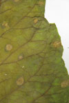Phot of discrete, circular, necrotic lesions of Ramularia leaf spot