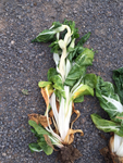 Symptomatic plants from a Swiss chard seed crop resulting from injury after application of a combination of herbicides. Photo source: Swiss chard seed grower.