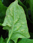 Photo of Edema on Spinach