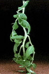 Photo of 2,4-D herbicide injury to a tomato plant