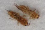 Photo of adult Western flower thrips