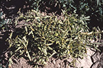 Photo of tomato plants showing symptoms of beet curly top virus