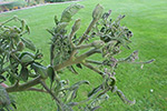 Photo of big bud symptoms on tomato leaves