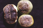 Photo of blossom end rot stymptoms on tomato
