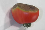 Photo of symptoms of blossom end rot on tomato fruit