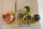 Photo of blossom end rot stymptoms on tomato