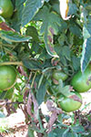 Photo of verticillium wilt symptoms on tomato